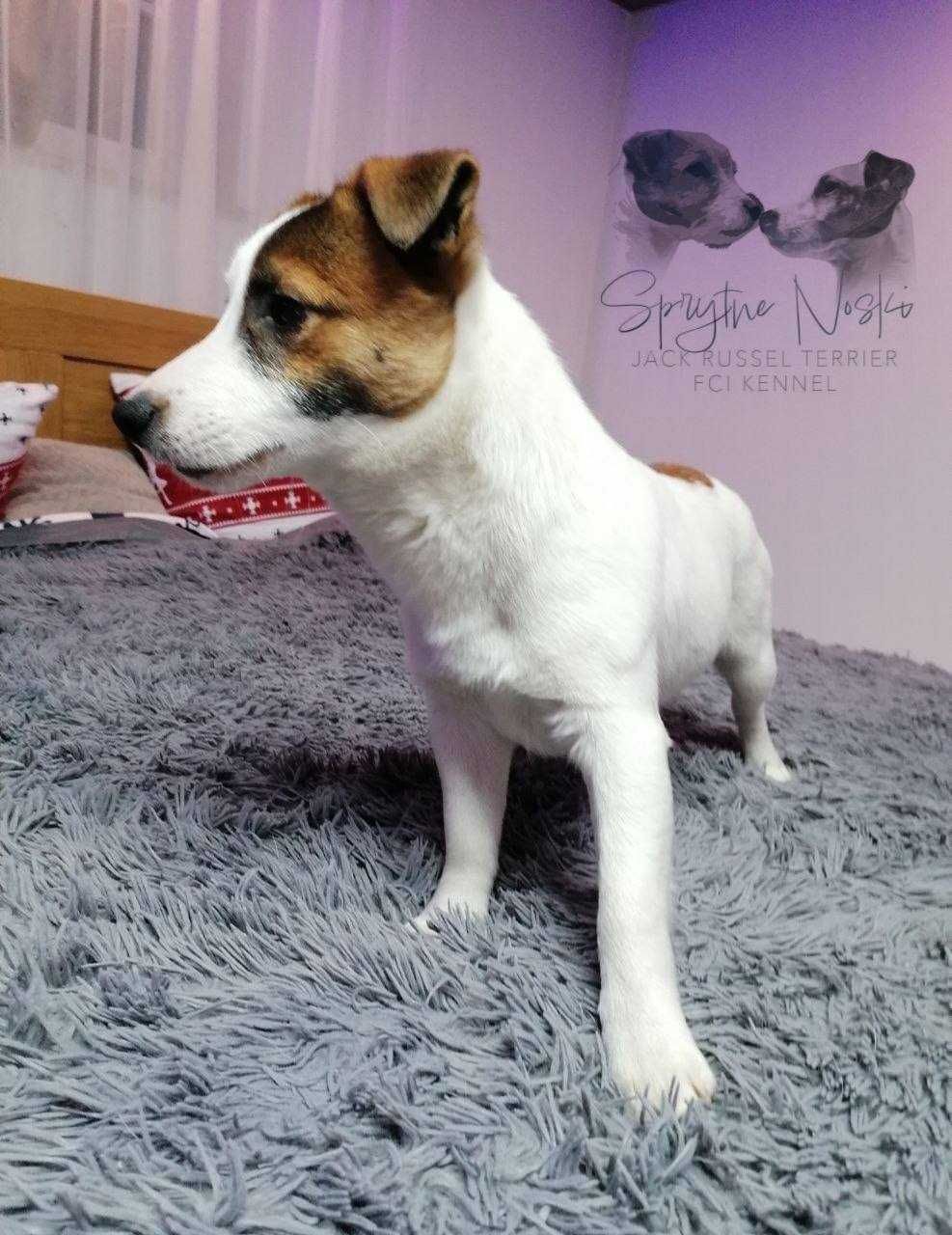 Jack russell terrier samiec *ZKwP FCI* DUKAT szuka nowego domu