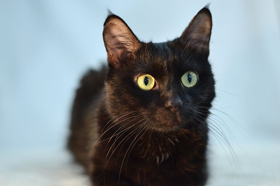 Красотка Мила! 8 месяцев, стерилизована ( кот, кошка, котенок)