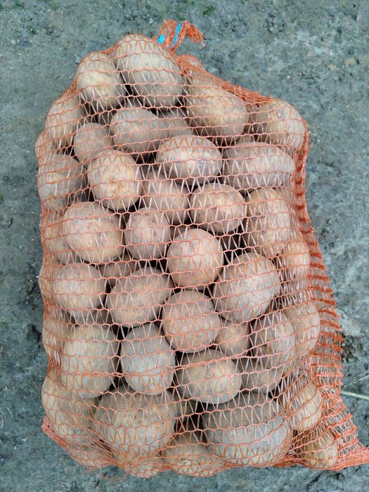 Ziemniaki jadalne gala ekologiczne! Bez żadnej chemii!