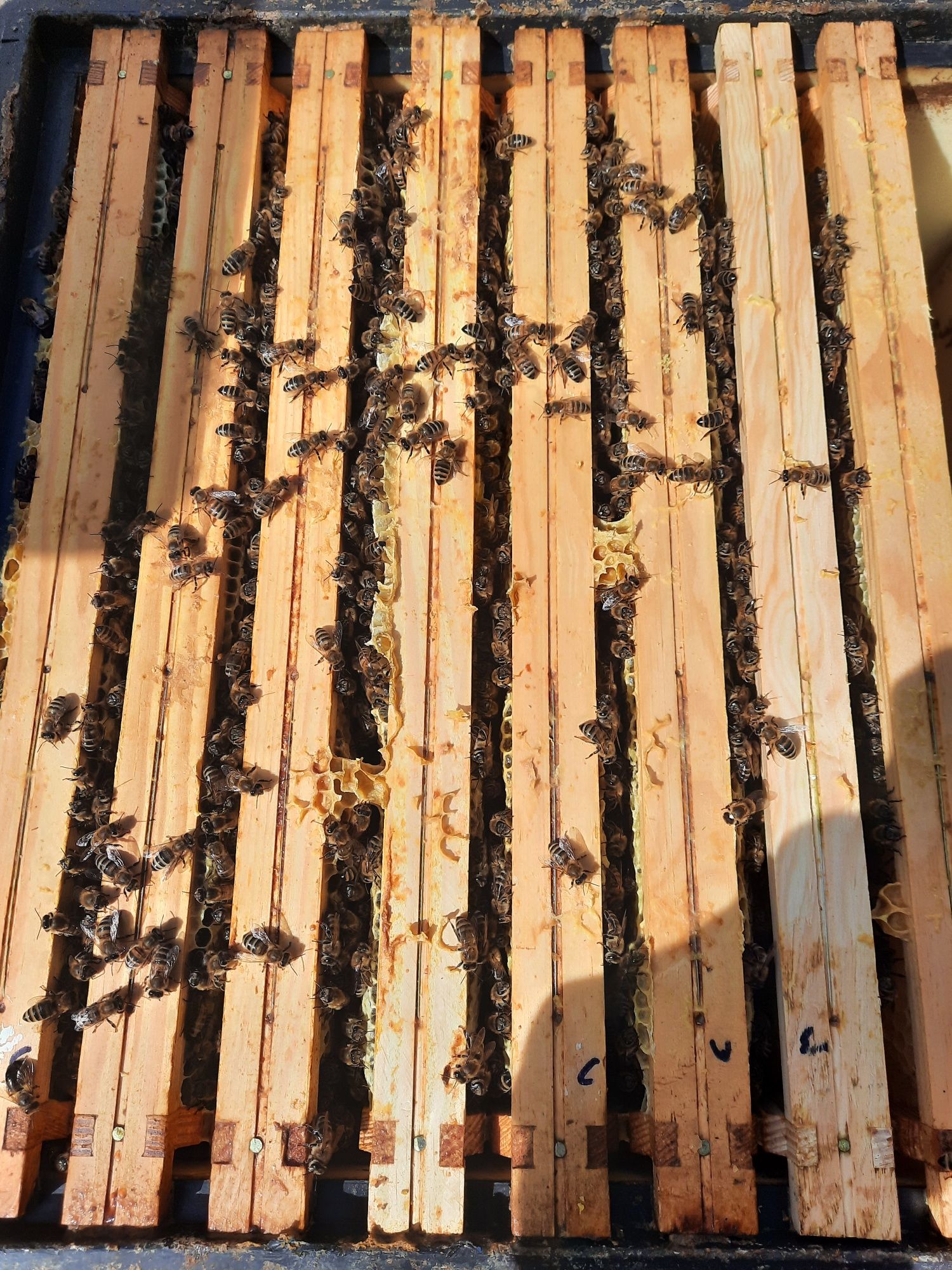 Odkłady pszczele, ramka wielkopolska
