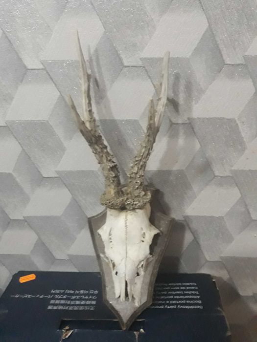 Poroże kozła sarny