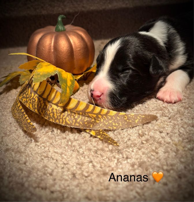 Border Collie - chłopiec