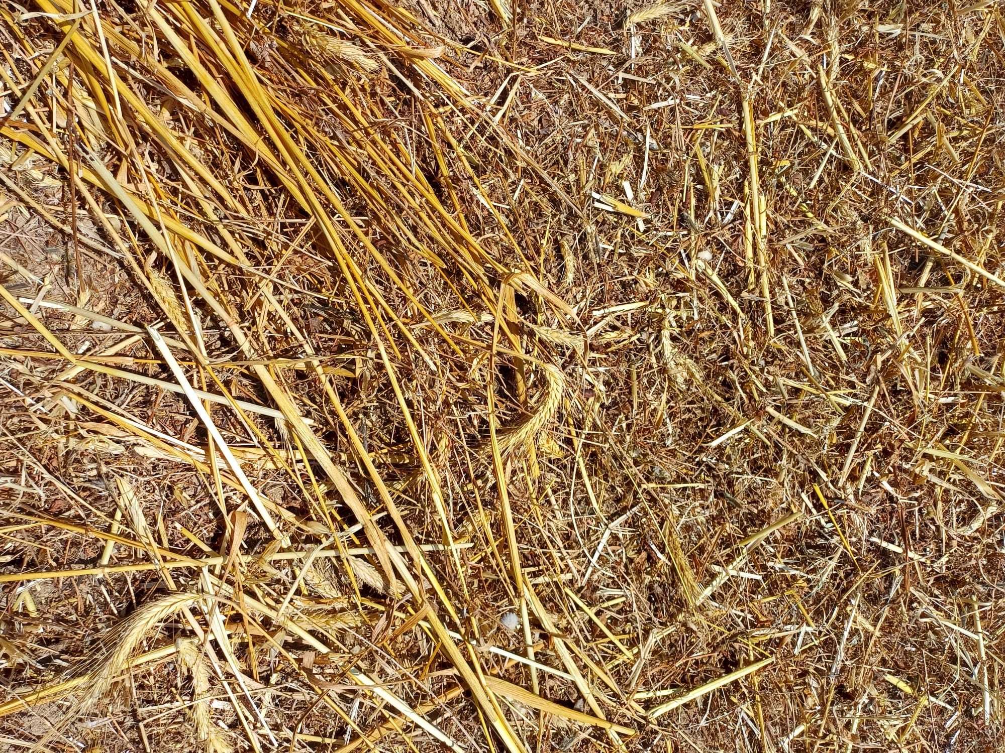 Fardos palha tigro com grão