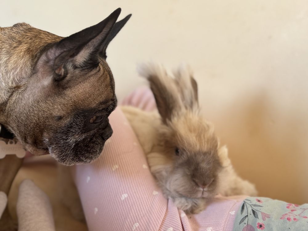 Krolik Angora szuka domku
