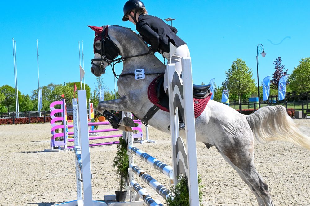 Sprzedam uroczego wałacha w typie araba
