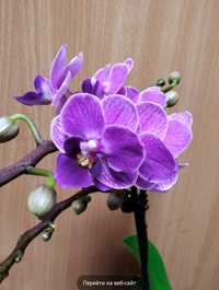 Орхидея Вайлет Квин, подросток, сейчас не цветет