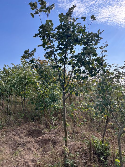 Lipa srebrzysta (Tilia tomentosa) 12 zł/cm obwodu pnia (do 25 cm)