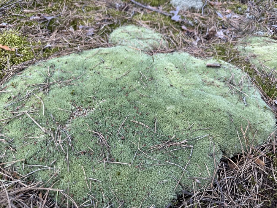 Живий та сухий лісовий мох