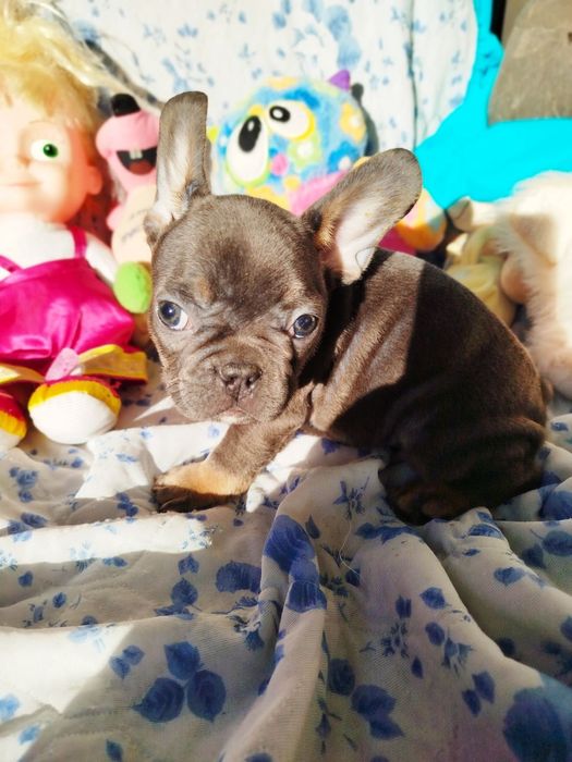 Щенки французского бульдога