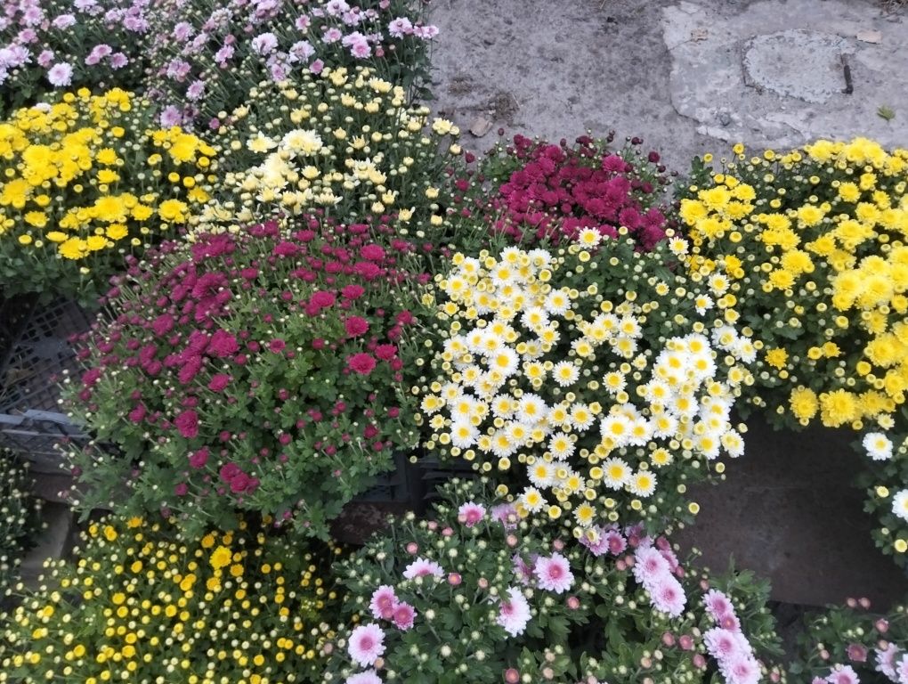 Хризантеми мультифлора