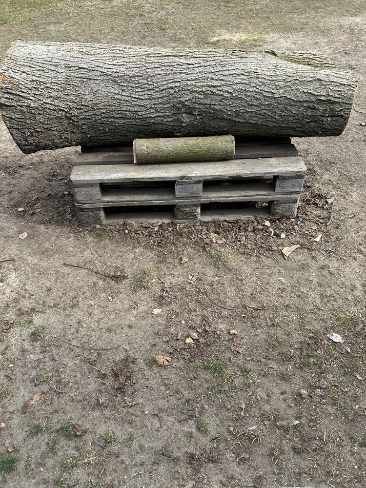 Sezonowany pień lipy