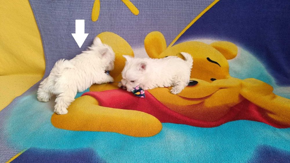 West Highland White Terrier piesek