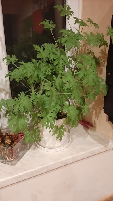 Kliwia pomarańczowa, geranium anginka  kwiatek roślina doniczkowa
