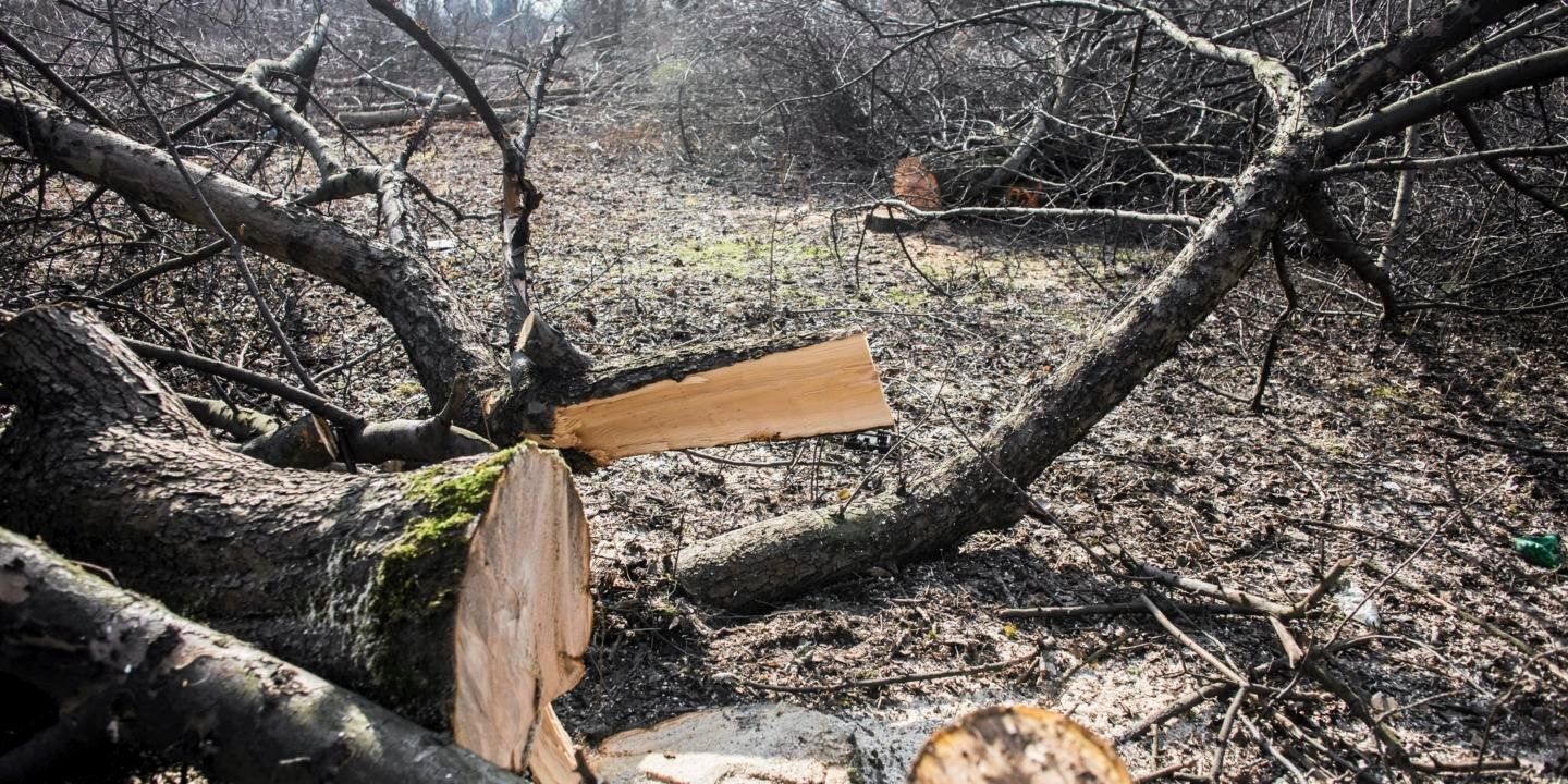 Wycinka drzew, czyszczenie  działek, usługi rębakiem, mulczowanie