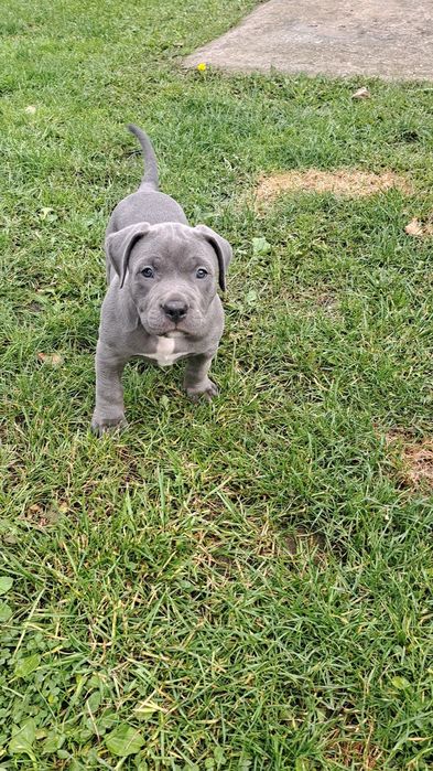 American staffordshire terrier-blue