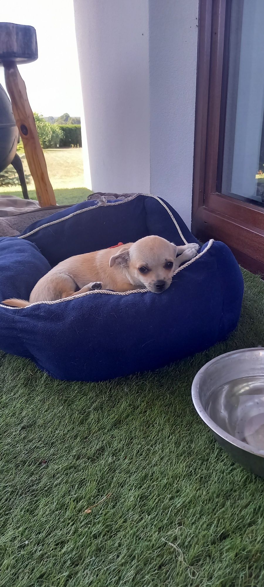 Piesek rasy Chihuahua