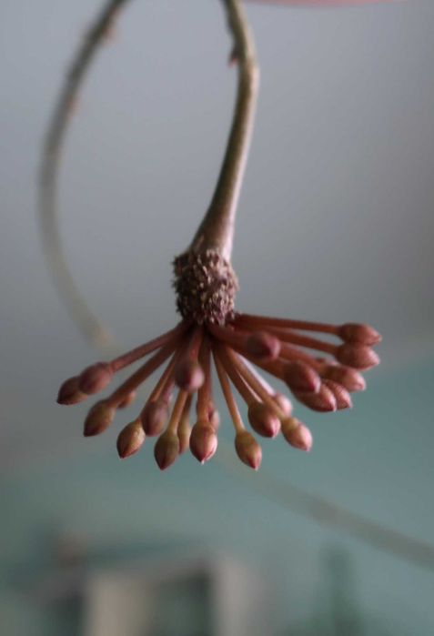 Хойя pubicalyx Silver pink