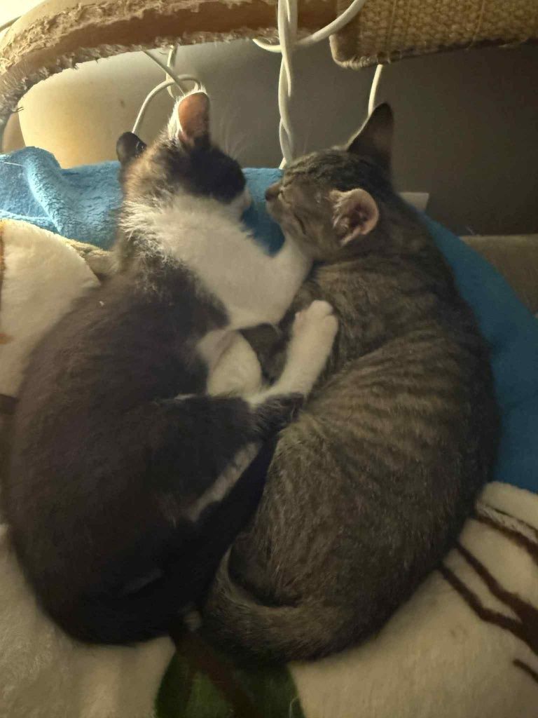Miziasta buraska poleca się do adopcji:)