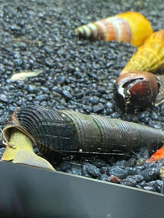 Ślimaki tylomelania