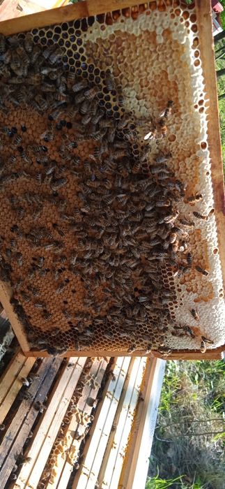 Miód z terenów leśnych. Miód sekcyjny.Propolis