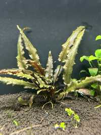 cryptocoryne undulata