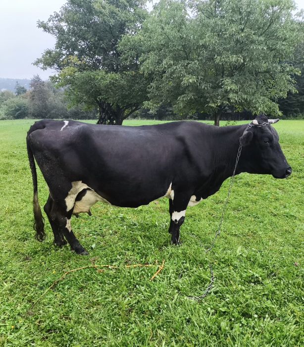 Продається корова