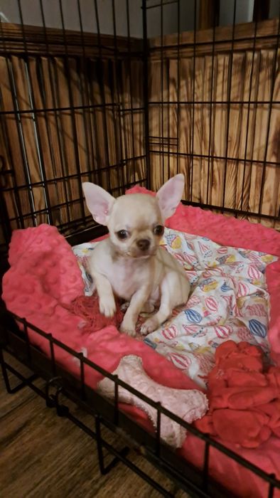 Urocza suczka Chihuahua – miniaturowa, śliczna i towarzyska