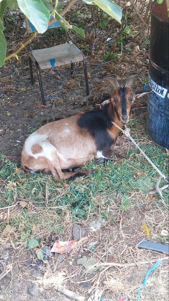 Vendo estas cabras