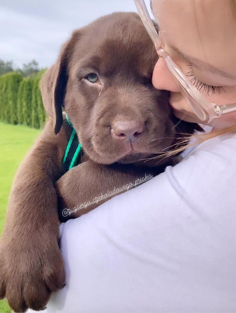 Labrador retriever czekoladowy szczeniak