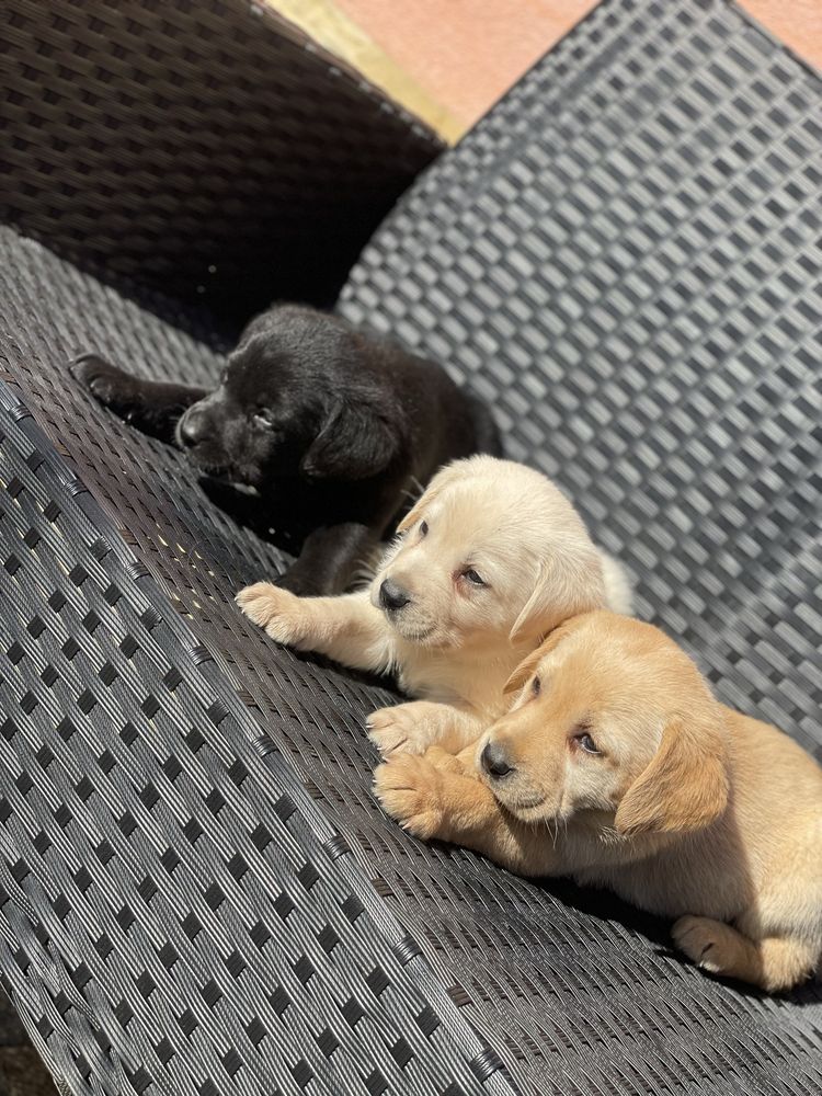 Szczeniak labrador retriver