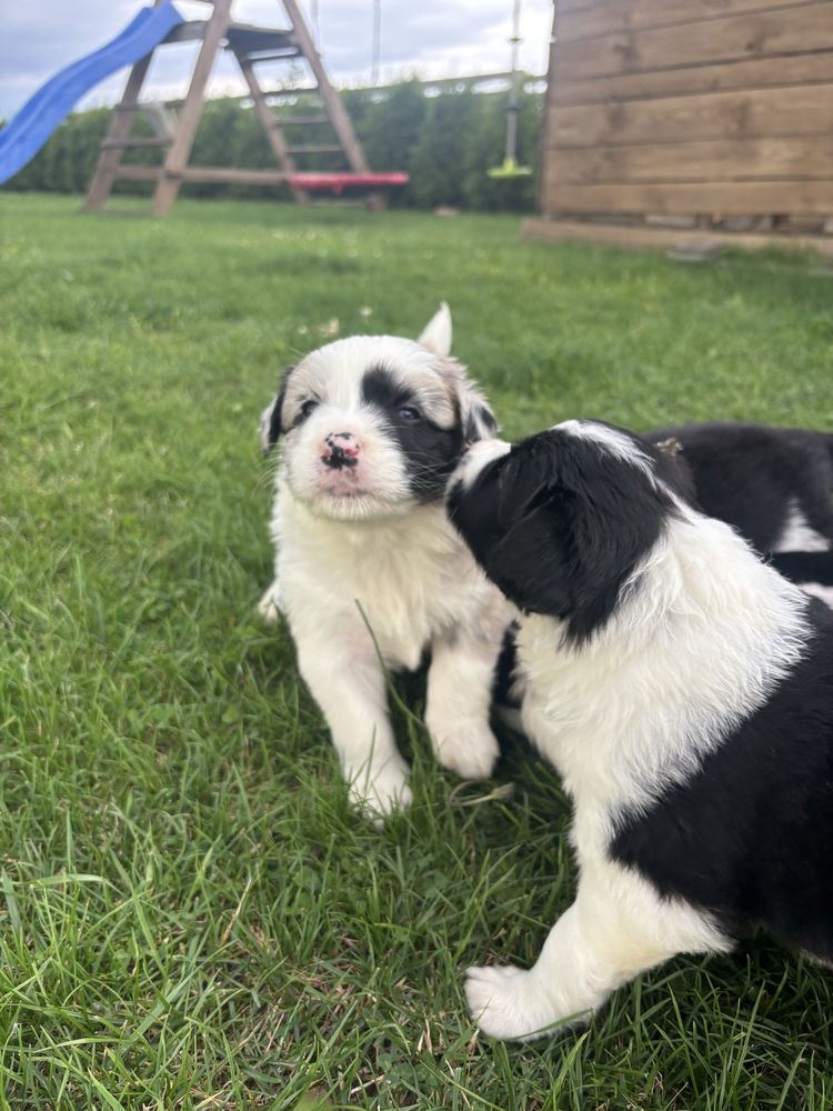Border collie ZKwP