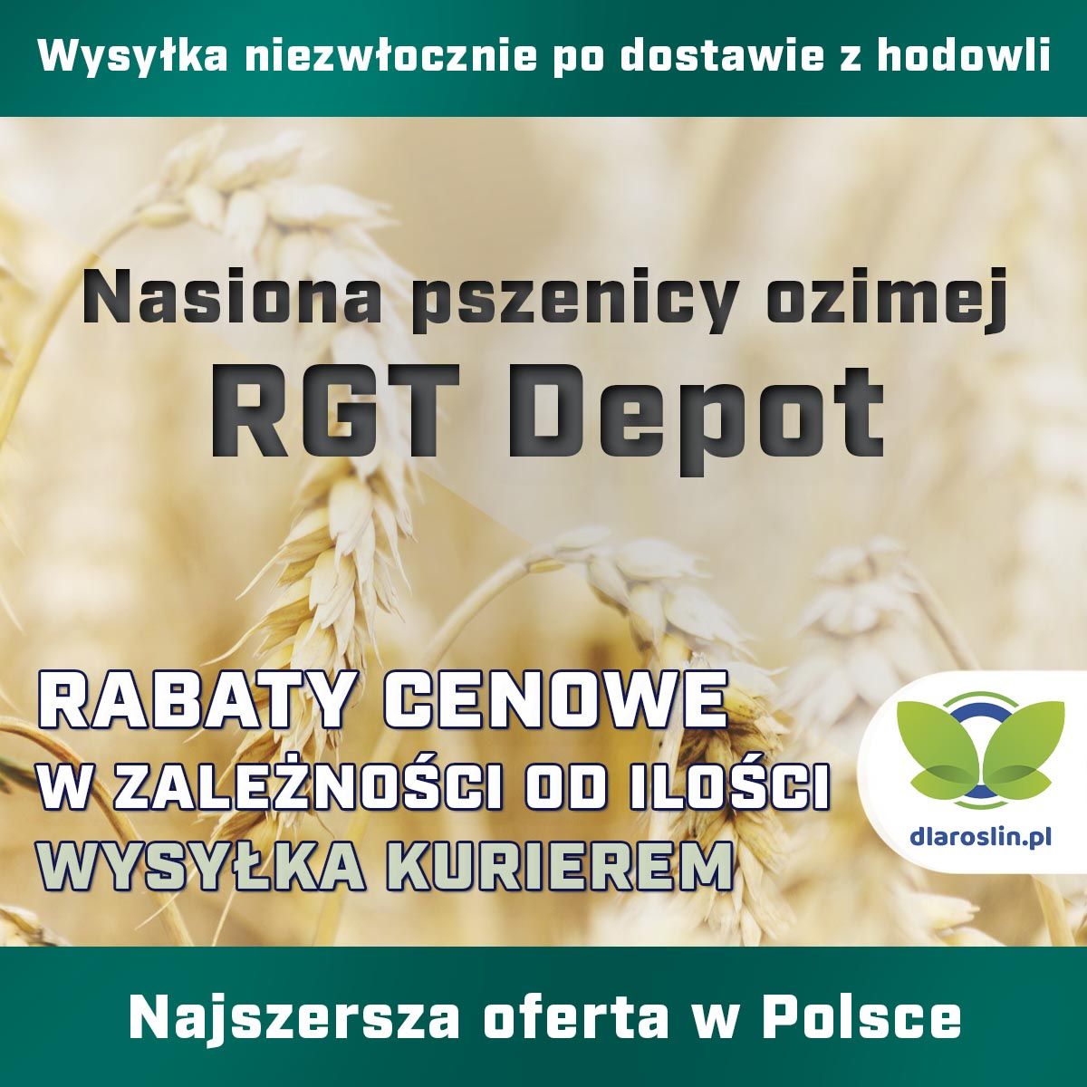 Pszenica ozima RGT Depot, C1, opak. 50kg | dlaroslin.pl