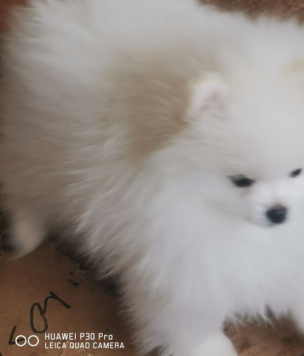 Sliczny Szpic miniaturowy biały suczka