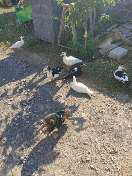 Młode Kaczki i Kaczory