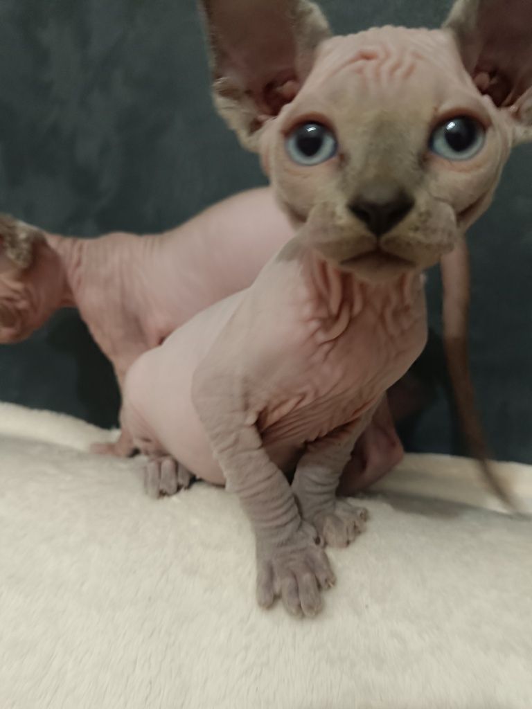 Sfinks kanadyjski,  sphinx