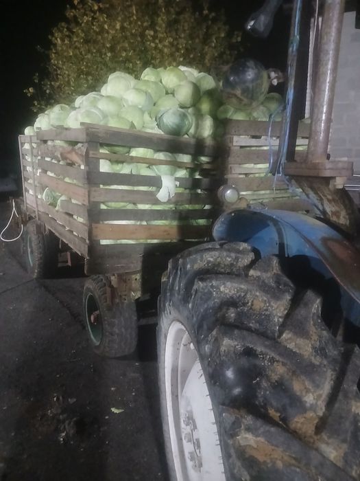 Kapusta szatkowana z własnej uprawy
