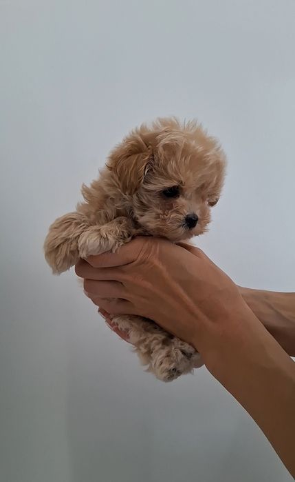 Мальтіпу Ф1 гарні дітки.