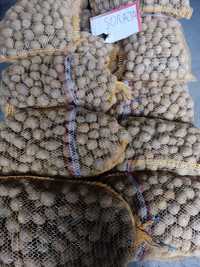 Ziemniaki kaliber sadzeniaka SORAYA 30-45