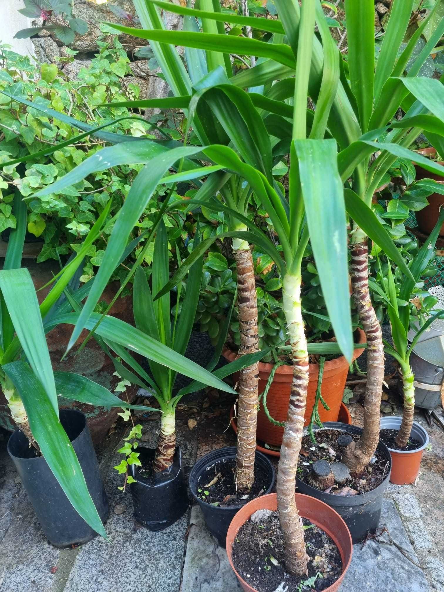 Plantas em vaso - Yuccas