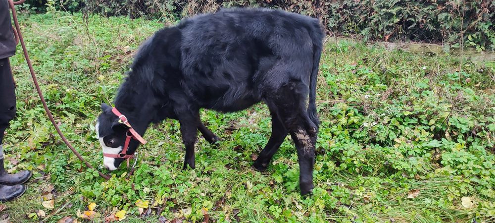 Sprzedam jałówkę MM