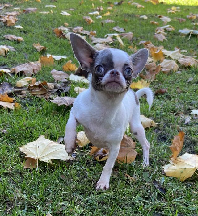 5 m-cy 1.45 kg**NALA**Cudna malutka suczka chihuahua biało liliowa*