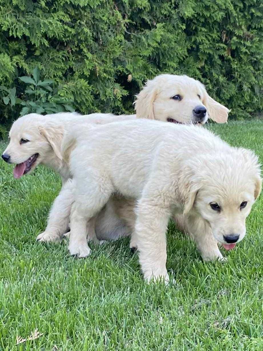 Szczenię golden retriever do odbioru