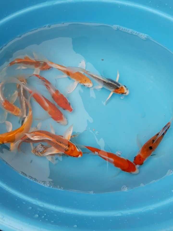 koi japoński karp butterfly krajowy prywatnie do 30 cm piękne