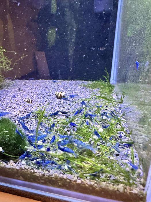Neocaridina blue dream