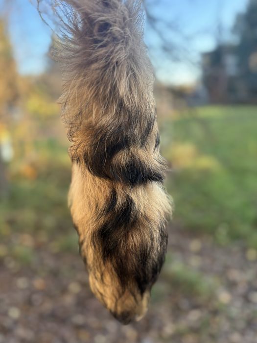 Ogon z lisa , jenot , kita , brelok