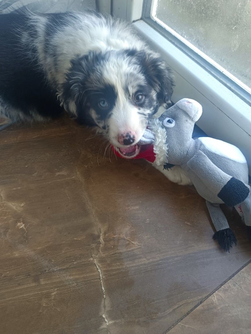 Suczka Border collie