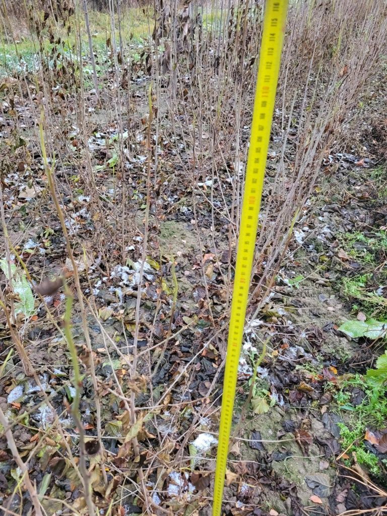 Morwa biala czarna 120-150cm