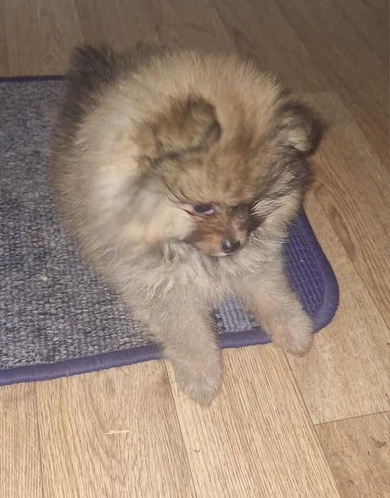 Мальчик померанского шпица