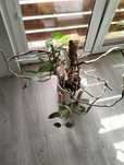 Philodendron elongatum