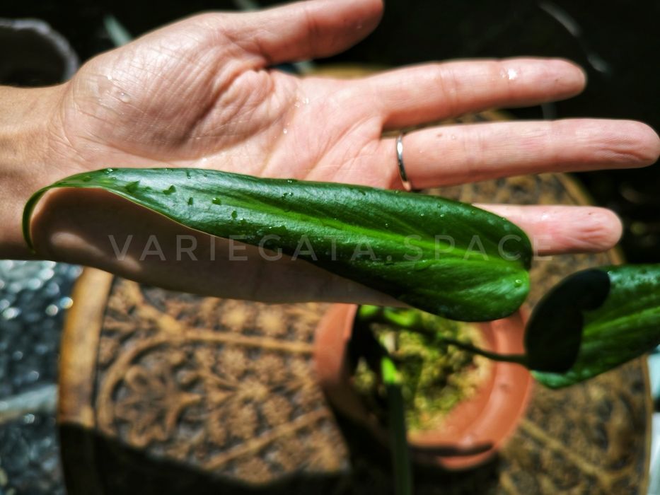 Monstera Burle Marx Flame
